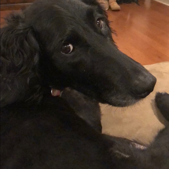 Meet your Posher, Helene - Picture 1 of 1